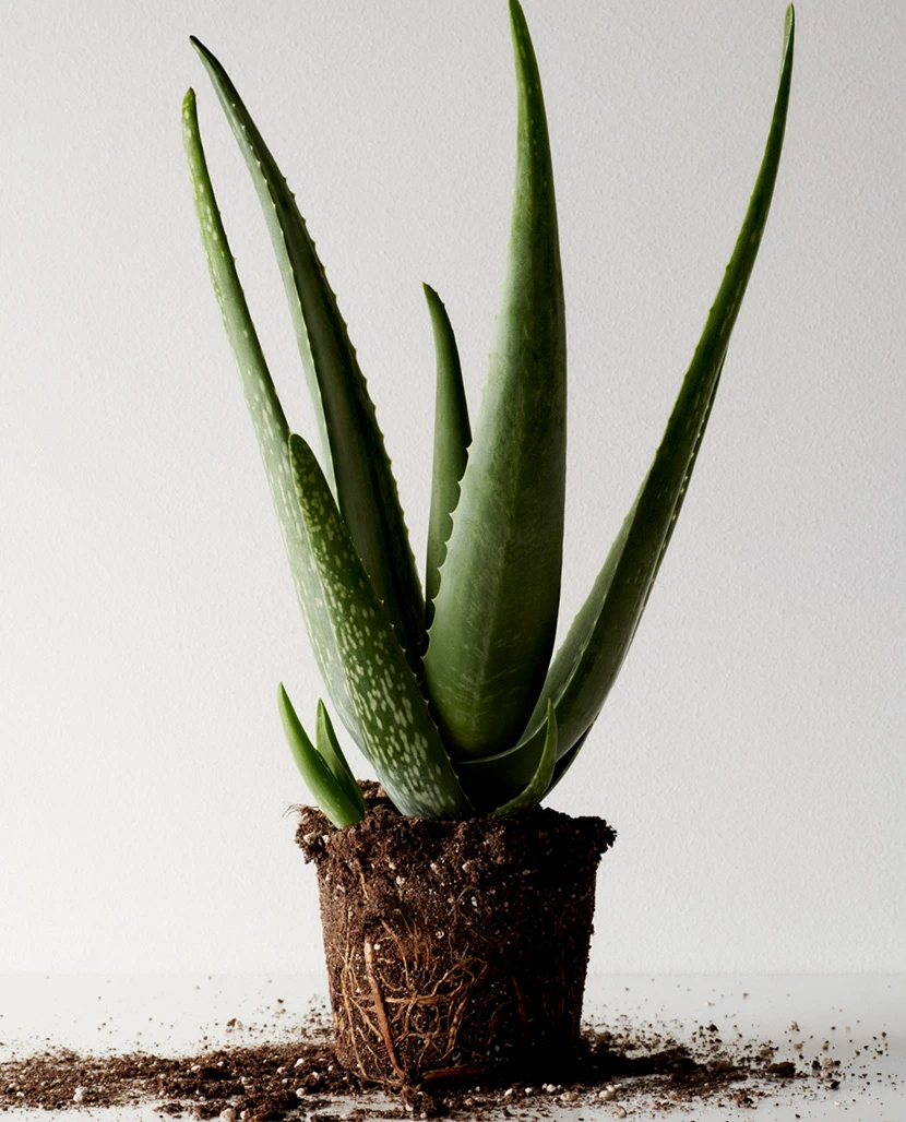 Aloe Vera