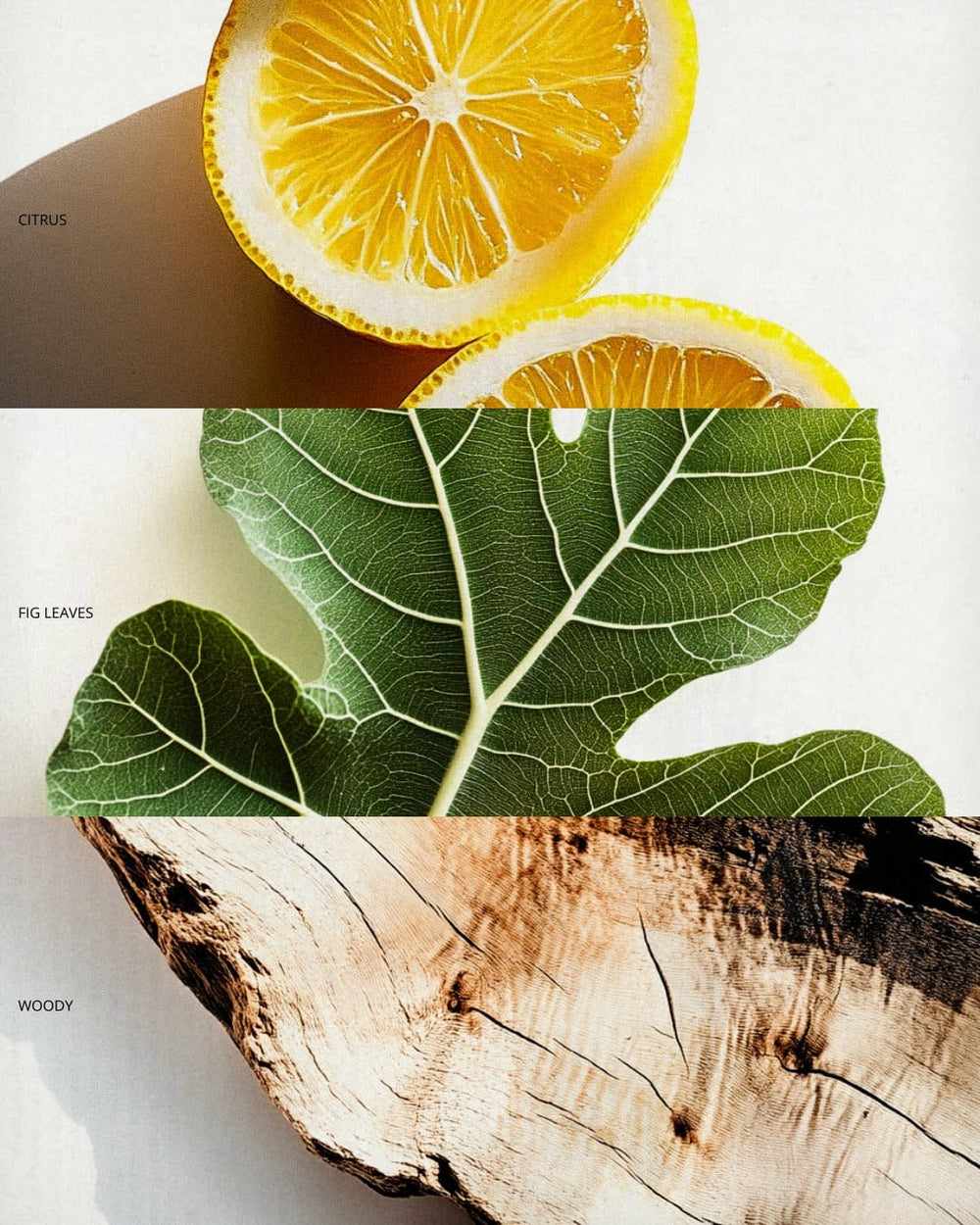 
                      
                        Citrus, Fig leaves and Woody | Melyon
                      
                    